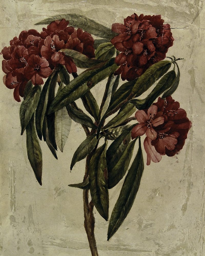 Botanical Studies
