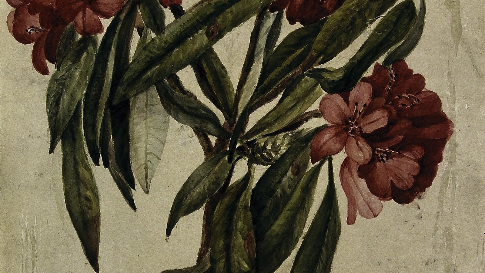 Botanical Studies